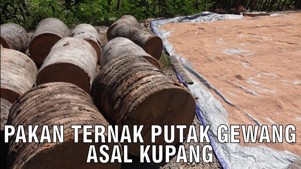 
                                 Pakan-Ternak-Putak-Gewang-Asal-Kupang